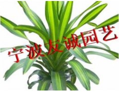 寧波花木出租  寧波綠植租賃  寧波植物出租-寧波友誠園藝