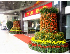 寧波綠植租賃 熱線：15867211769