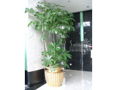 寧波植物租賃 熱線：15867211769